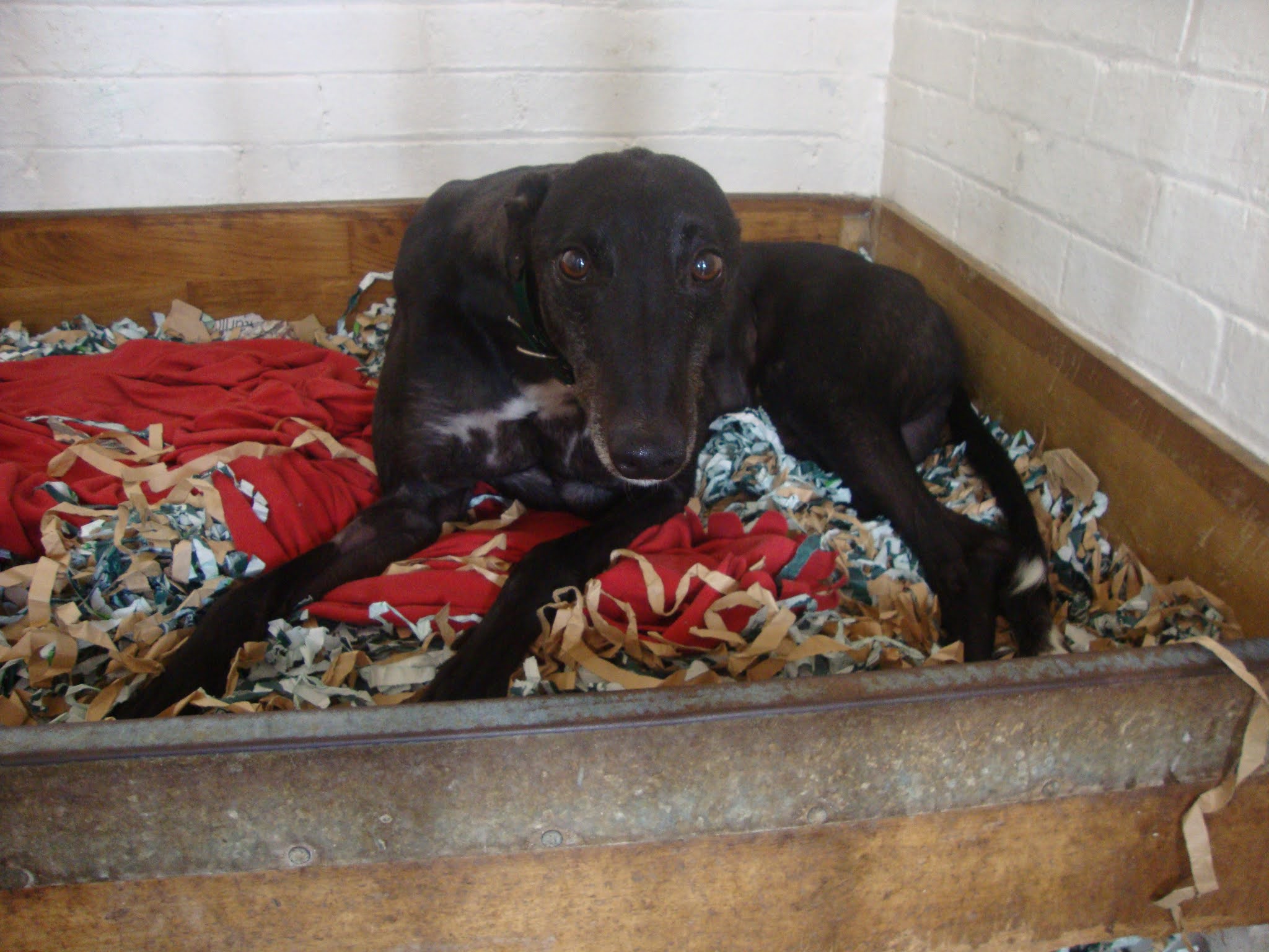 Whittingham Kennels Greyhound Trust Henlow and Waltham Abbey