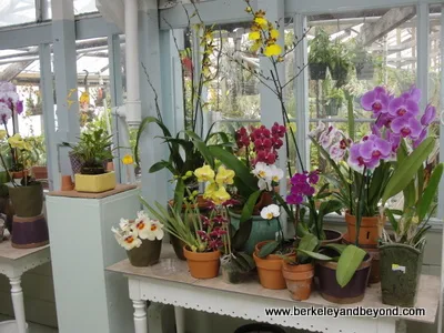 orchid selection at Shelldance Orchid Garden in Pacifica, California