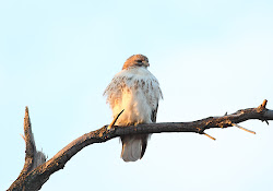 Female Red-Tailed Hawk