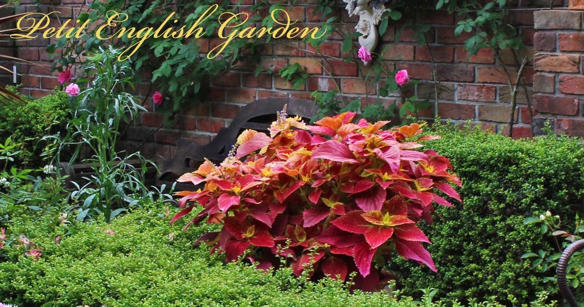 Petit English Garden of MARPLE & POIROT POTTING UP COLEUS CUTTINGS