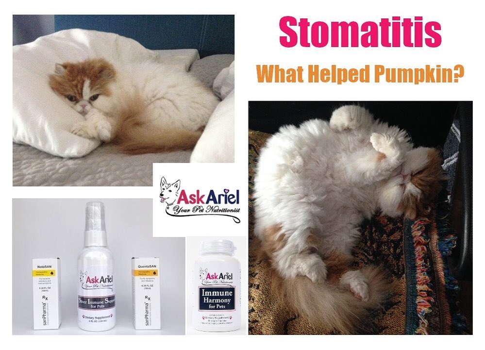 Cat Stomatitis Holistic Treatments Success Story Holistic Vet And Pet cat-stomatitis-holistic-treatments-success-story-holistic-vet-and-pet