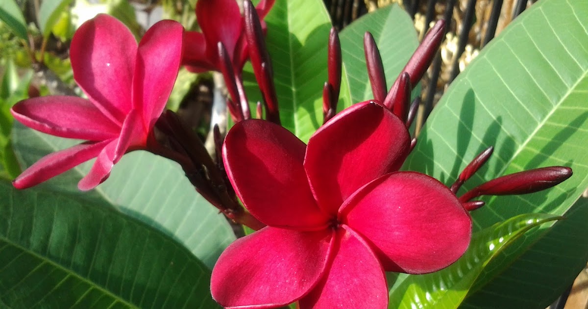 Ubat Demam Warna Oren  Astriwnds