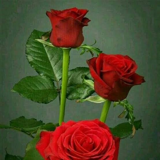 7+ Arti Mimpi Dikasih Bunga Mawar Merah Sama Mantan