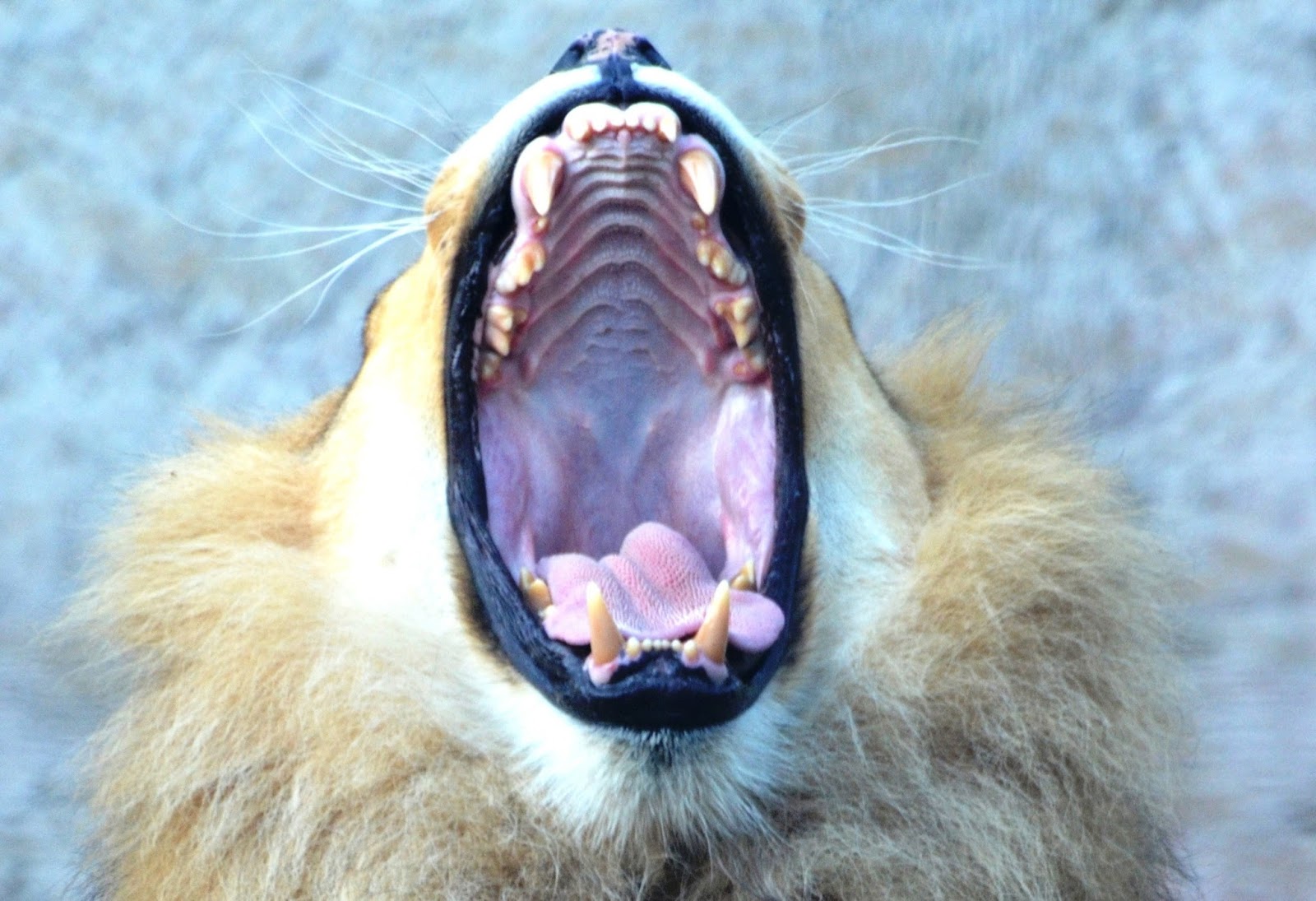 The Whole Tooth