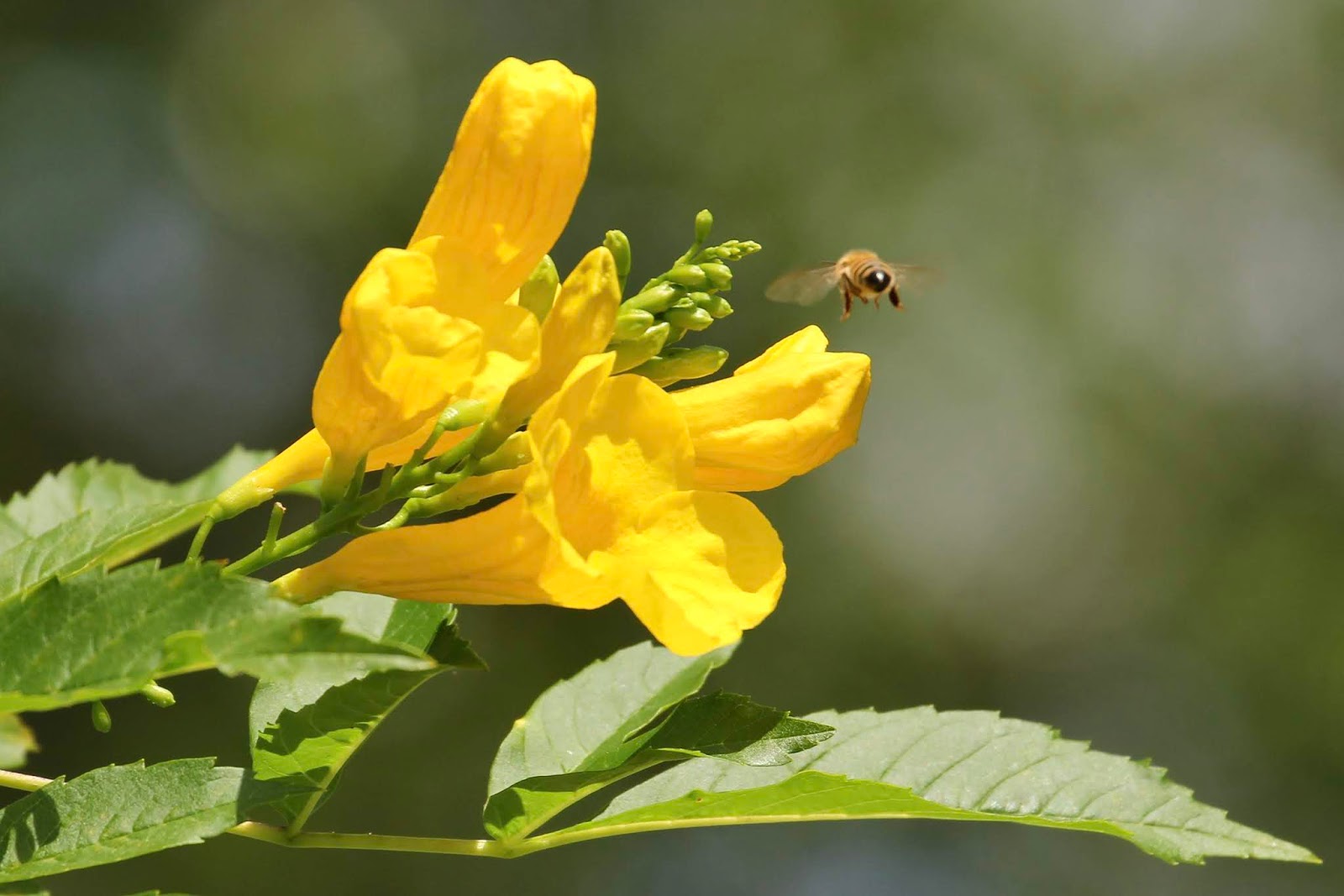 Southwest Daily Images Golden Trumpet Trees