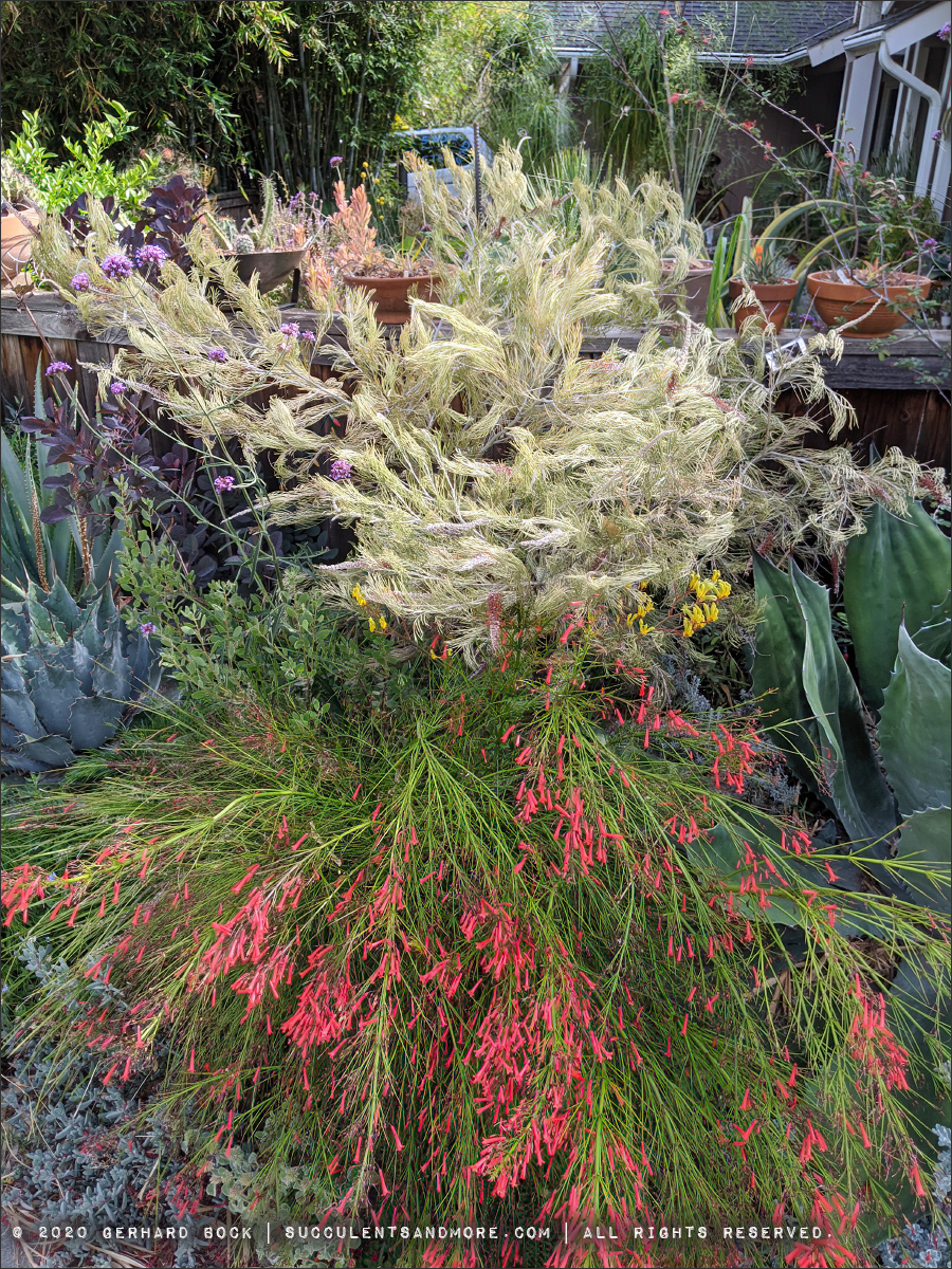 First major heat wave victim Grevillea 'Kings Fire'