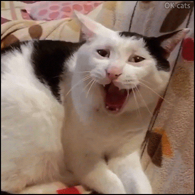 Art Cat GIF • Broken Cat meowing is not happy. "I hate your Photoshop!" Art Cat GIF • Broken Cat meowing is not happy. "I hate your Photoshop!"