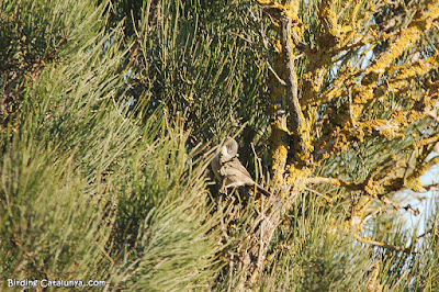 Tallarol capnegre (Sylvia melanocephala)