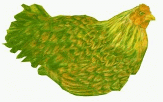 Ayam sebagai gambar acuan Gambar Ayam sebagai gambar sebagai Cara Sketsa Flora dan Fauna Dengan Mudah
