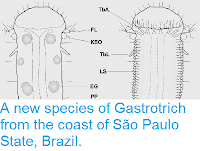 https://sciencythoughts.blogspot.com/2014/05/a-new-species-of-gastrotrich-from-coast.html