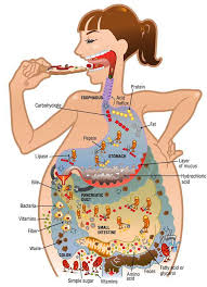 función de enzimas digestivas