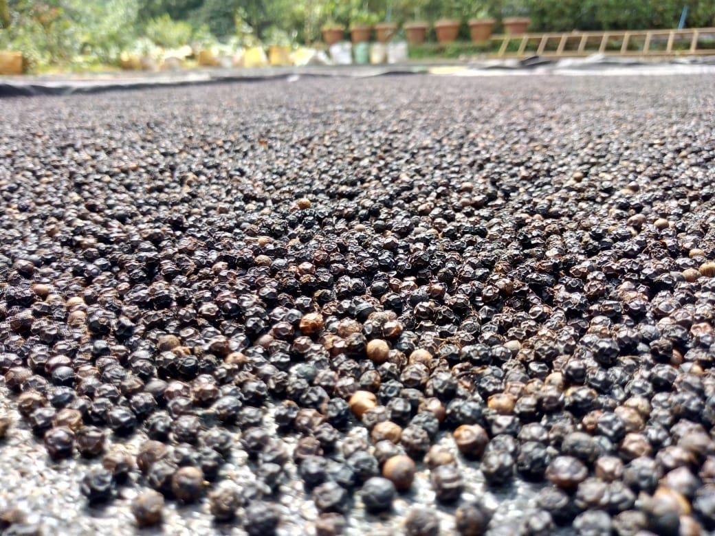 Black Pepper Farming in India काली मिर्च की खेती भारत में