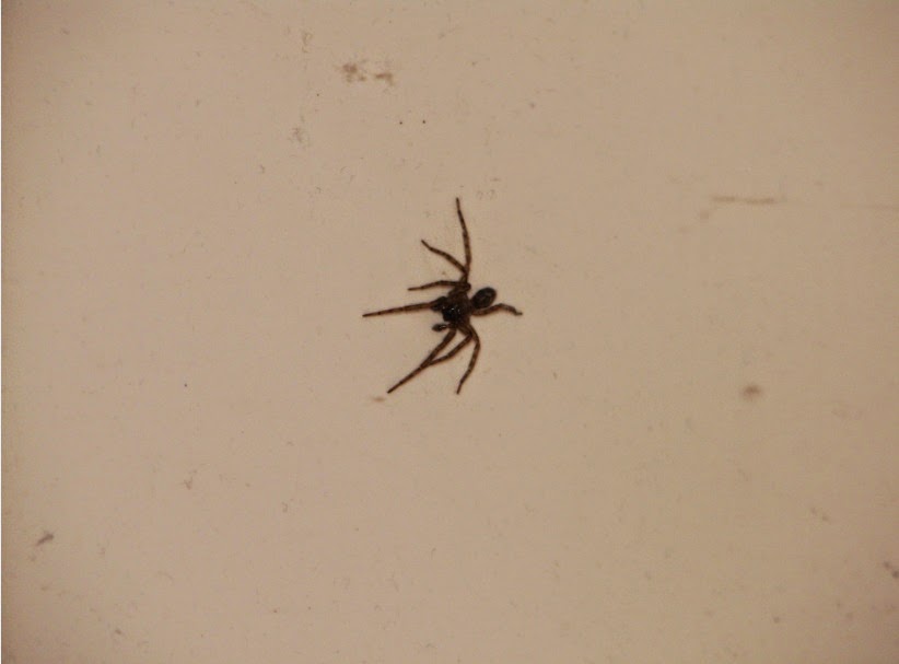 Air NicetoLivelands The spider in the tub