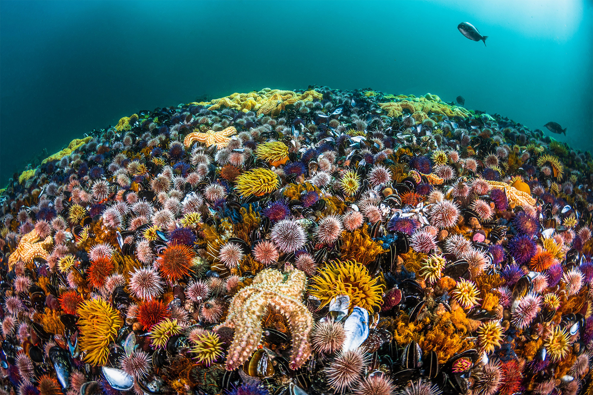 Природа подводный мир. Бентос Баренцева моря. Подводный мир. Морские жители. Подводный мир океана.