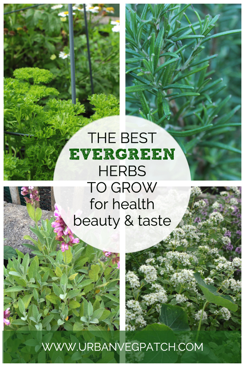 The Urban Veg Patch Six hero herbs for an evergreen kitchen herb garden