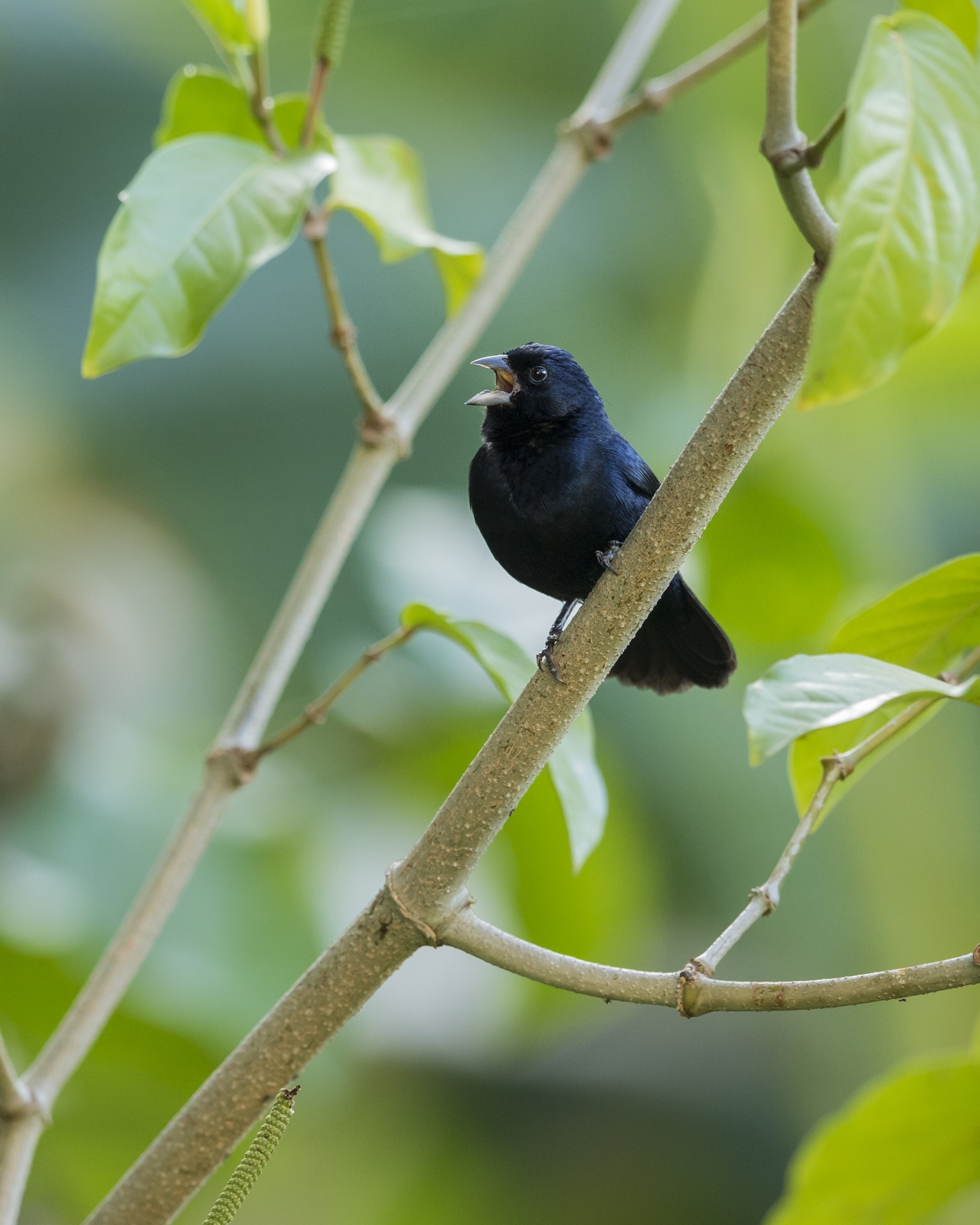 The Plight of the Picoplat