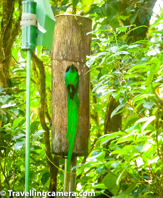 One of the reasons I was really excited about Costa Rica was its birds. From what I had read, I pictured a Utopian world where colorful birds would be flying over our heads, singing beautiful songs. My imagination had built all this up to the extent that I was afraid that I would be disappointed upon getting there. When we landed in San Jose, I was hoping to start seeing these exotic birds immediately. And we were in fact greeted by three different songs. It took us a few minutes to figure out the source of the songs. And one by one we managed to trace the songs to the singers. The trail, however, all led to one single source - the Great-Tailed Grackle, also known as the Zanate. This versatile bird is often considered a pest because of its loud vocalizations and craftiness. It feeds on grains and can damage agriculture. However, the San Jose city was musical because of the songs of this bird. While there were a few other birds too, the Grackle by far overshadowed them. It was when we went to the Irazu volcano, when we saw a variety of birds, including a bunch of hummingbirds. We have already talked about the hummingbirds at length in another post. Here we will talk about other birds. Let's start with the Motmots. These colorful birds belong to the same family of birds as the kingfishers, bee-eaters, and rollers. These birds are a common sight in Costa Rica and you will often find them sitting on the power lines along the roads. The birds nest on the ground and are seen as commonly in the cities as in the forests. And since these birds are not too timid, we managed to capture some good pictures. One particular motmot, in fact, came and sat very close to the trail we were following in Monteverde and struck some beautiful poses. In Costa Rica, we saw two types of Motmots in San Jose as well as in Monteverde - the turquoise-browed motmot and the blue-diademed motmot (also known as Lesson's Monteverde). Both these species have a racket tail, making them quite easy to identify even from a distance. The Turquoise-browed motmot has tail feathers that are bright blue and black in both female and male. In the male motmot, this tail is often the key to success in mating, whereas both male and female motmots also use a wag-display motion to warn of the presence of predators. The Turquoise-browed motmot's body is mostly green-blue with rufus back and belly. It has a turquoise blue patch on head and cheek. This is a medium-sized bird that feeds on insects and small reptiles. Poison-dart frogs also find themselves being ingested by these birds. The blue-diademed motmot has a blue-green body. It wears a black mask with bright-blue band around it. The blue-diademed motmot is a little harder to sight than the Turquoise-browed motmot because it likes to dwell in dense forests. The tail racquets too are smaller and less dramatic than those of the Turquoise-browed motmot. Next, let's talk about the toucans and toucanets. While we were only able to see one single toucan, that also from a distance, we were especially lucky when it comes to sighting toucanets. On our very first day in Monteverde, Toucanets made an appearance right outside our homestay. These turned out to be the blue-throated toucanets. The bill is large, though much smaller than that of a toucan. The upper mandible is part yellow. They have a blue patch around the base of the beak and the throat. The body is various shades of green. The vent and tips of the tail are rufus. We again came across toucans inside the Monteverde cloud forest. This time it was most probably the emerald toucanet, though we could not be sure because these were moving about very fast and were at a distance. Trogons were another species of birds that we came across in Costa Rica. We saw this bird in Monteverde as well as in Papagayo peninsula. The bird is large and has an orange belly. This was earlier categorized as a subspecies of the collared trogon, but is now considered a morph instead. The only characteristic that can be used to differentiate between the orange-bellied trogon and the collared trogon is the color of the belly. It is lighter in orange-bellied trogon and much brighter in collared. The neck and back of the orange-bellied trogon is blue-green. Another bird of the trogon family that we were fortunate enough to sight was the Resplendent Quetzal. This bird needs no introduction. This bird attracts myths and tourists alike. You may find this difficult to believe, but you only have to see this bird once to know what I mean. The bird's plumage is such that it seems to change colors in different lights. The male is so splendidly colored that it is difficult to believe that such a bird can exist. We were hoping that we would run into this bird in the cloud forest of Monteverde. Our time in the reserve was almost about to end and we were fast losing hope, when I decided to ask a random tourist whether they had had the opportunity to sight the Resplendent Quetzal. And that gentleman broke into a wide smile and shared a photograph that he had managed to click. The sighting had happened a at a short distance from where we were standing. He gave us detailed instructions about how to get there. We reached the spot and were able to see the nest. However, the Quetzals (male or female), were nowhere to be seen. We waited around the area for about 1.5 hours when we saw first the female and then the splendid male. Quetzals are attentive parents and do not leave their nests unattended for too long. We knew this and were confident that we would be able to see them. And thank God we were not disappointed. One of the main reasons to go to Monteverde was to see this bird. Our goal was reached. During our day excursion to the Jaco beach, we were fortunate enough to see the Scarlet Macaw. As is common, we heard the bird before we saw it. Its rude screech made us stop in our tracks and search the canopies overhead. Despite its bright red, blue, and yellow plumage, it wasn't easy to sight this bird. It was out their in plain sight and still managed to camouflage itself. But our patience was rewarded and we soon saw this big parrot looking down at us. Clicking a good photo was another challenge and our camera didn't help much. We did the best we could and moved on. In this part, we have mostly talked about the bigger birds so far, but Costa Rica is home to some really beautiful smaller birds. We will talk about those in the next post. In the meanwhile, we will look forward to your comments on this. And if we have made a mistake in identifying any birds, please do feel free to correct us.