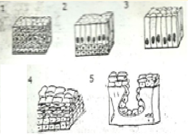 Kunci Jawaban Lkpd Jaringan Epitel