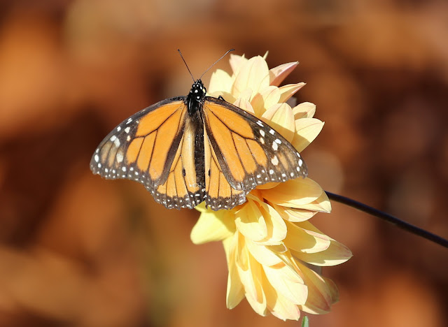 Mariposa Monarca - El Hierro
