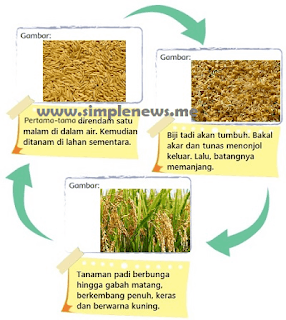 diagram proses padi tumbuh www.simplenews.me