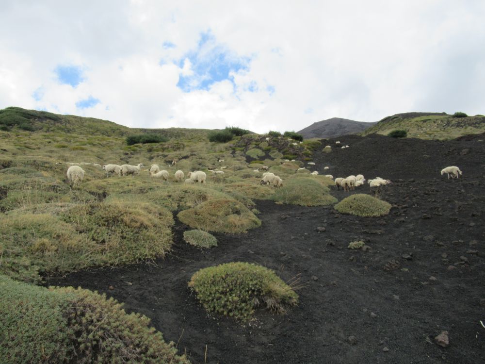 Volcanic Landscapes: Goats of Etna volcano, 07.09.2020