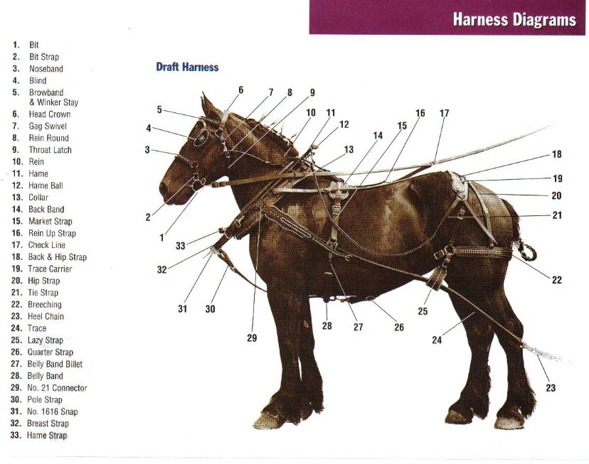 Old Man Farm Animals: Draft Horses mule harness parts diagram 