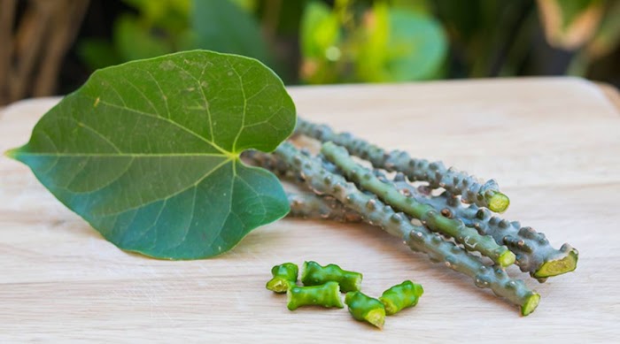 Benefits Of Giloy In Marathi - गुळवेल खाण्याचे फायदे - Gulvel Benefits in Marathi