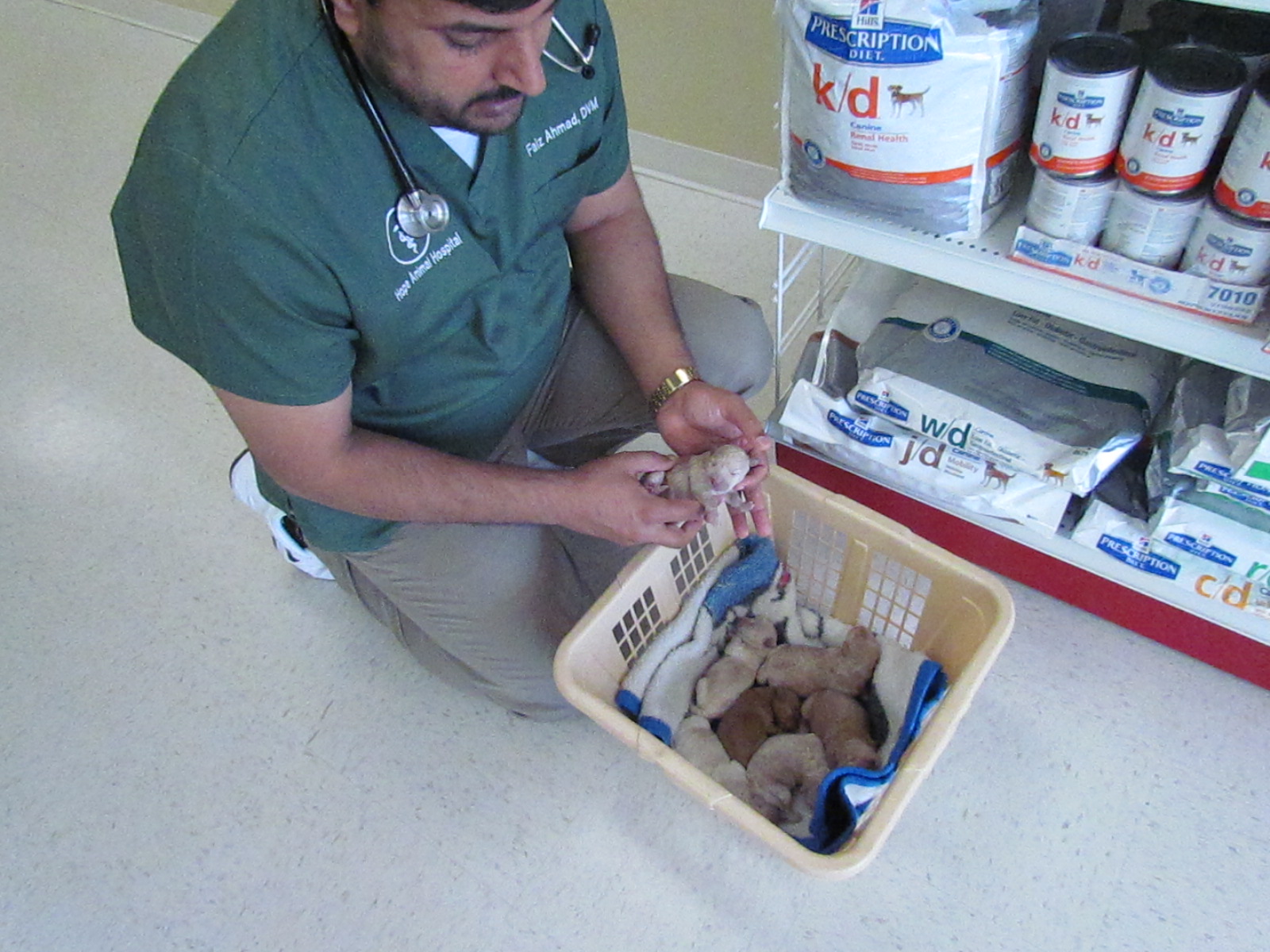 Growing Puppies Virginia Schnoodle Breeder Hypoallergenic Dogs