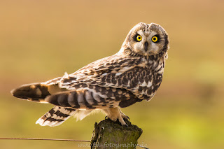 Wildlifefotografie Tierfotografie Naturfotografie Nikon Dümmer Sumpfohreule