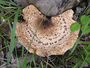 Chicken of the Forest