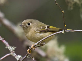  Foto de Kinglet con corona de rubí en ramita cubierta de liquen