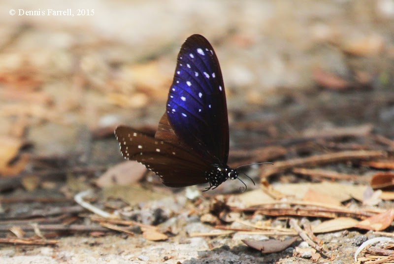 Butterflies of Thailand 9. The Striped Blue Crow (Euploea mulciber