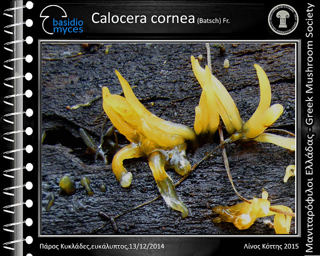 Calocera cornea (Batsch) Fr.