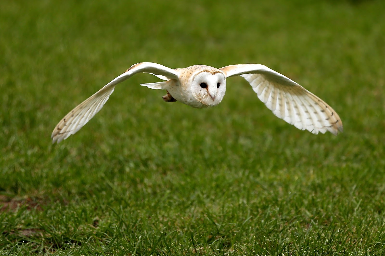 TrogTrogBlog The world's largest owls