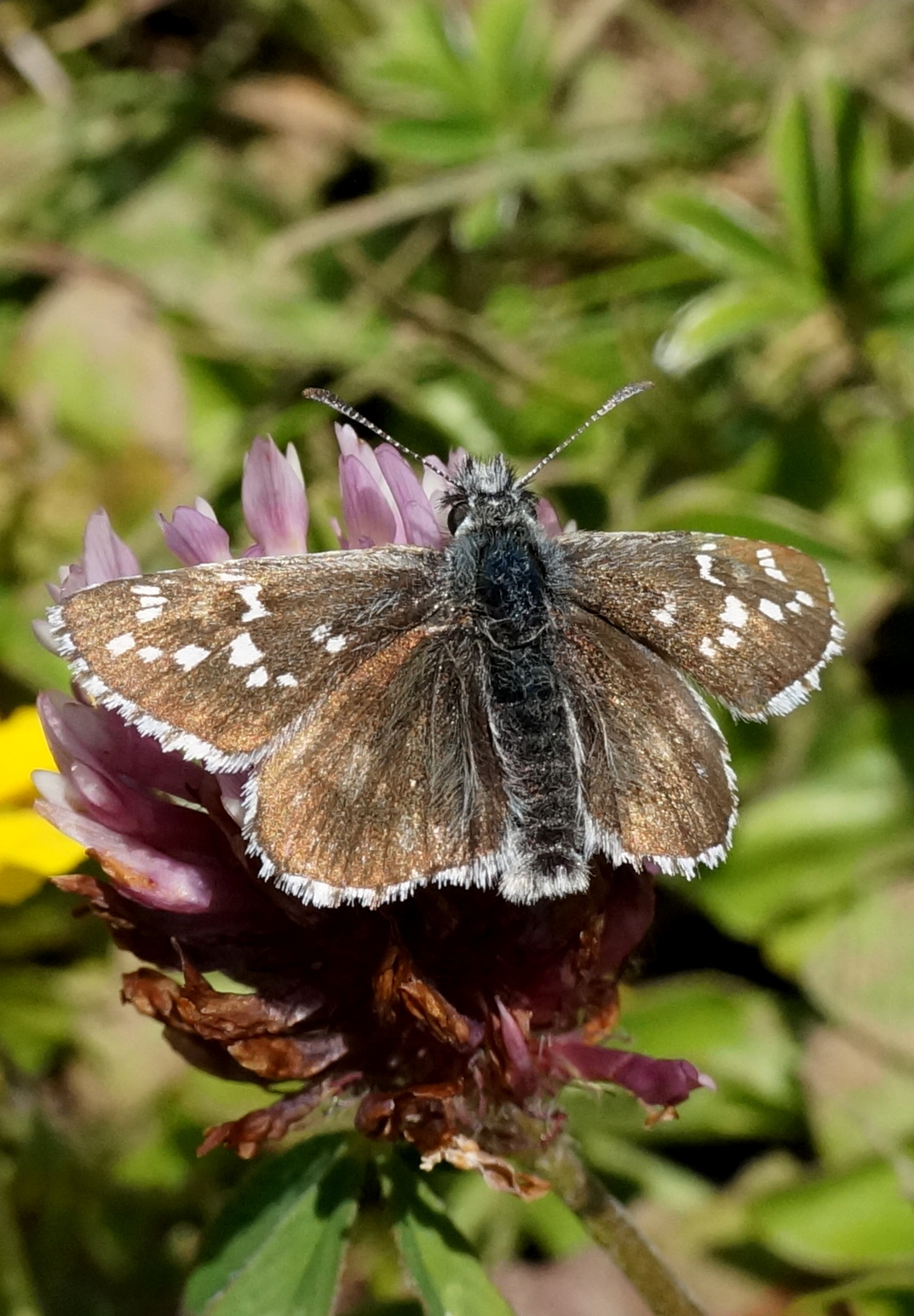 Lepidoptera Pyrgus andromedae