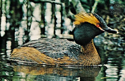 Free 2015 HD Wallpapers: 2015 Birds HD Wallpapers