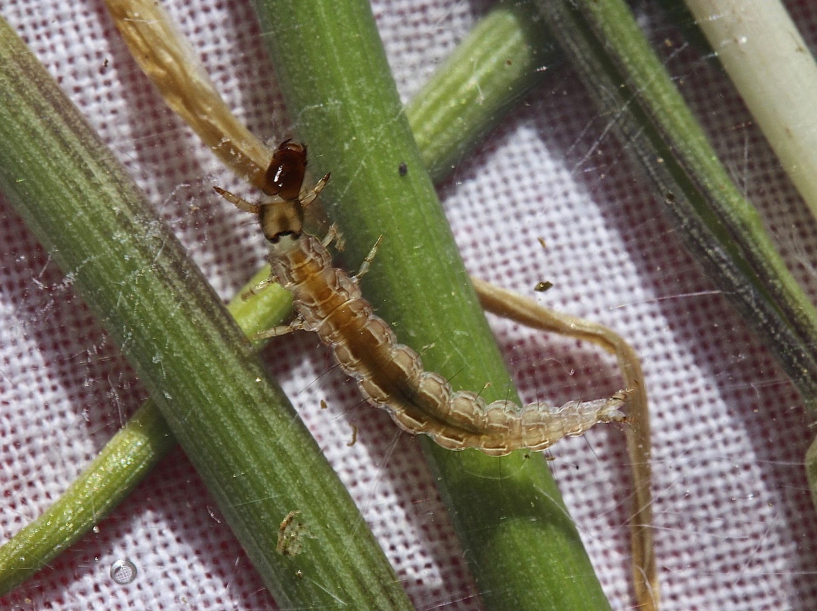 Aquatic Insects Of Central Virginia Cabin Fever Sets In Time