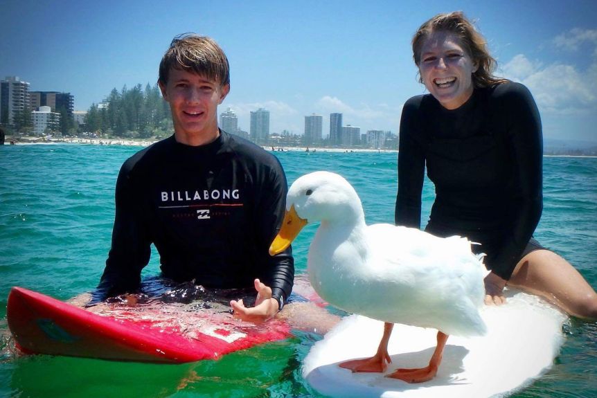 anna maria Surfing duck on the Gold Coast