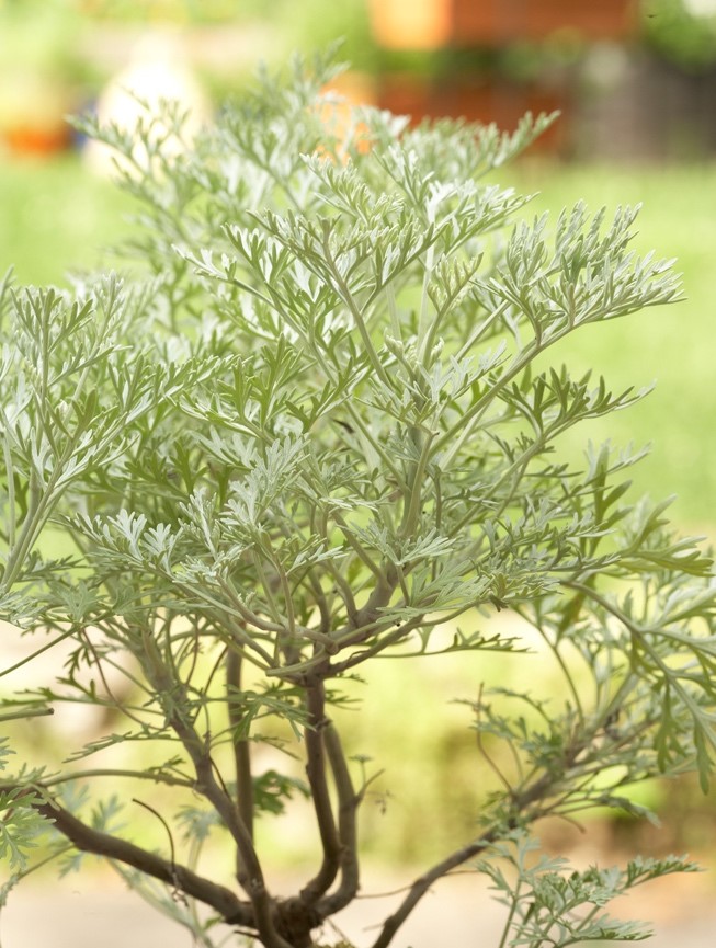 The Best Plants to Naturally Repel Ticks &amp; Fleas