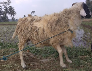 Kambing gibas atau domba ekor tebal Kambing gibas atau domba ekor tebal