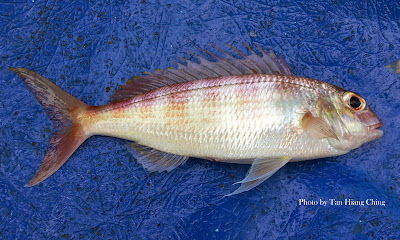 Notchedfin Threadfin Bream, Nemipterus peronii