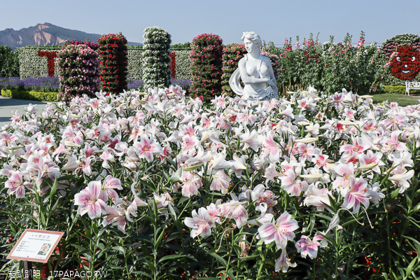 台中后里|中社花市|2019百合花和數十種花海美翻天|婚紗外拍熱門景點 台中后里|中社花市|2019百合花和數十種花海美翻天|婚紗外拍熱門景點