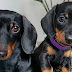 12 Reasons Dachshunds are The cutest Dogs on The earth