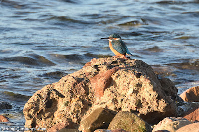 Blauet al port de Cambrils