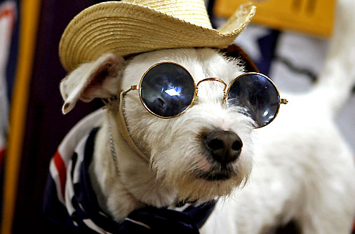 Dogs Wearing Sunglasses New Nice Pictures 2013 | Funny Animals