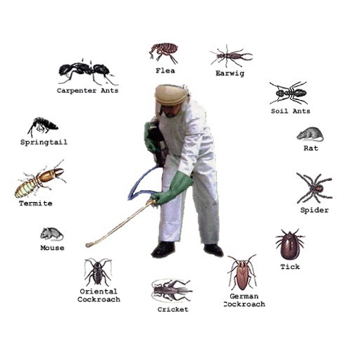 How to Choose a Pest Control Firm
