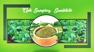 efek samping sambiloto