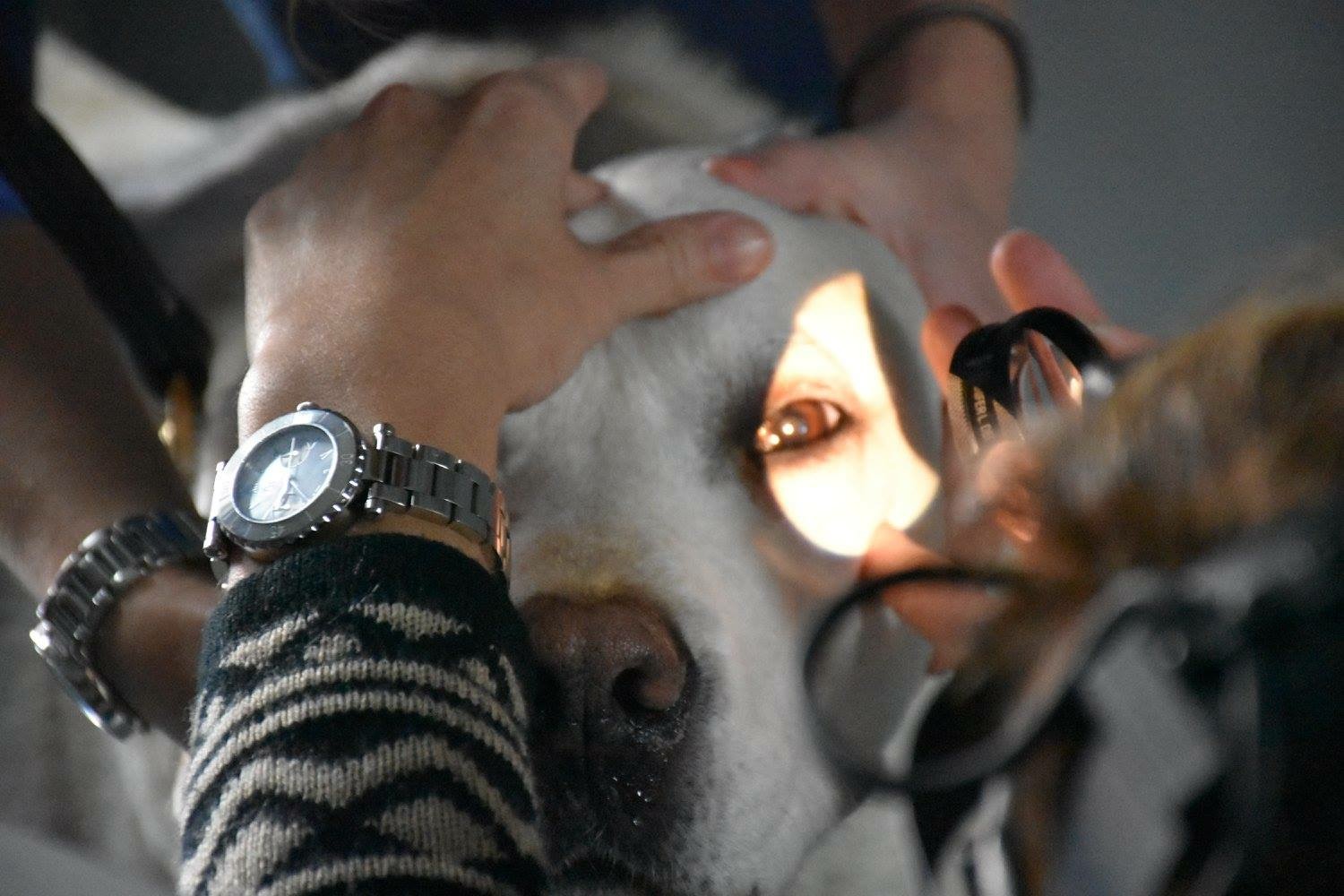 swinger Dr ophthamalogist robert veterinary