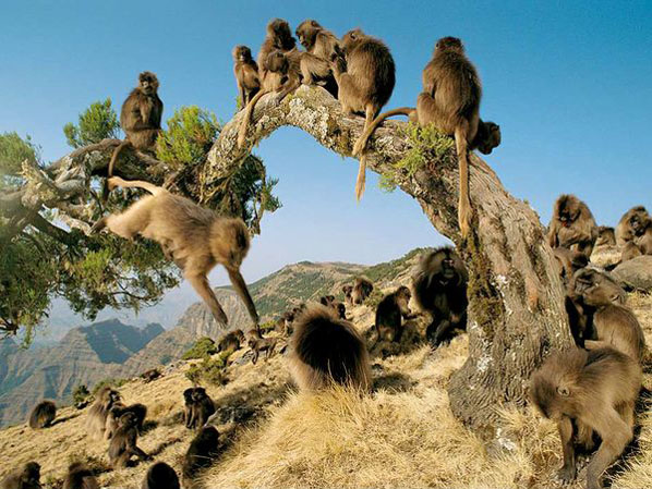 Kumpulan Foto Monyet Lucu  dan  Imut  GambarBinatang Com