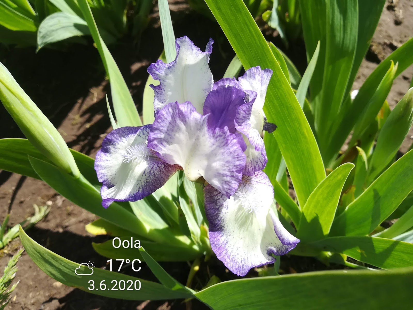 Rohtaias. Iiris